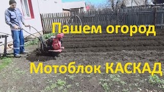 Вспашка огорода  мотоблоком Каскад