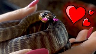 NEW SNAKE GRETTA KAWAII WOMA PYTHON