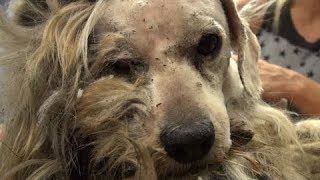 ?ВИДЕО ДО СЛЁЗ? СПАСЕНИЯ СОБАК