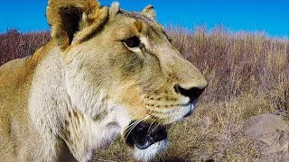 This Boggles My Mind #ASKMEG | The Lion Whisperer
