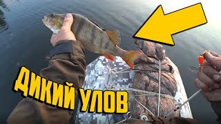 ЛОВИМ ПРЯМО С КРЫШИ ШЕРПА. ДИКИКЙ УЛОВ. ЯКУТИЯ