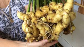 Unbelievable Homegrown Ginger Harvest