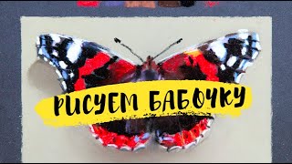 Как нарисовать бабочку пастелью — kalachevaschool.ru — Поэтапный урок Елены Таткиной