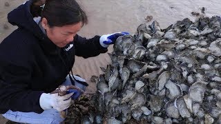 整片海都是野生蠔，從沒有這麼放肆的挖過，盡力了只能開船拉去賣【漁小仙】