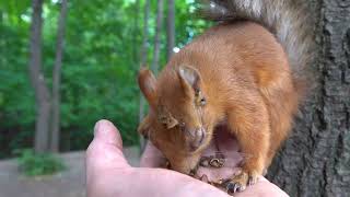 Про белку с глазиком / About a squirrel with an eye