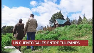 Un cuento gales entre tulipanes