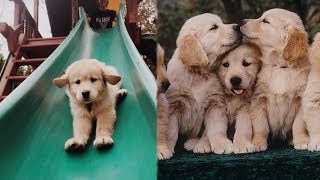 Funny and Cute Golden Retriever Puppies Compilation #2 - Cutest Golden Retriever