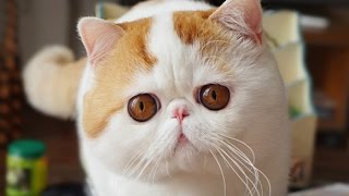 [CUTE CAT] - SNOOPY cat chú mèo mặt buồn đáng yêu gây sốt toàn thế giới