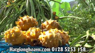 Giống Cây Ăn Quả Mới Thanh Long Vỏ Vàng - Trồng Cảnh Và Cải Thiện Tiềm Năng Kinh Tế