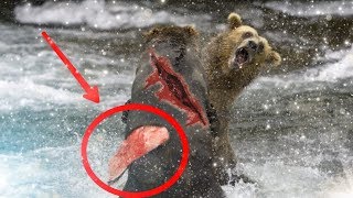 5 ЭПИЧНЫХ БИТВ МЕДВЕДЯ