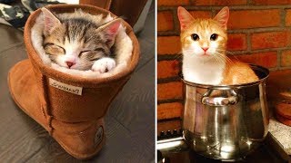 Вы даже не подозреваете, куда может забраться ваша кошка!