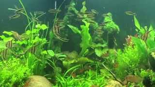 Pterophyllum Altum - Altum Angelfish