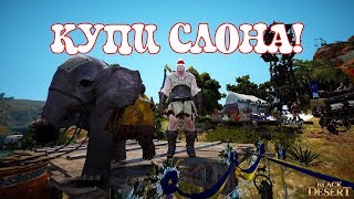[Black Desert] Как получить слоненка