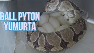 YILAN YUMURTALARI , KULUÇKA ! VLOG 10 | OKAN YÜCETÜRK