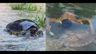 Primitive Technology - Find Food regrettably in the jungle - Cooking tortoise Eating delicious