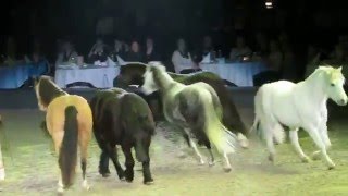 Apassionata 2016, Im Bann des Spiegels (3): Freiheitsdressur mit den Welsh Ponies