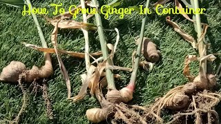 How To Grow Ginger In Container/Ginger From Ginger