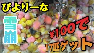 クレーンゲーム 設定ミス ぴよりーな1号 アームを動かすだけで雪崩発生！大量ゲット！【UFOキャッチャー】