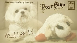 Milo is amazed by two polar bears | Must See TV