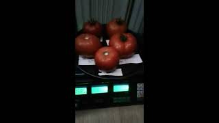 Первый сбор в теплице: Махитос, Линда, Мейс, Инфинити F1/ч.2