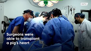 USA: Surgeons transplant pig heart into human patient in world's first