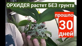 как ОРХИДЕЯ растет без ГРУНТА уже 30 дней, что с НЕЙ?