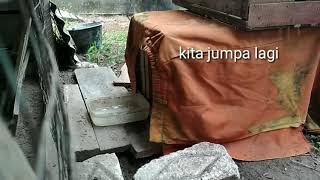 Menjinakkan Ayam hutan sumatera