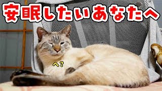 【睡眠用動画】猫がまったりしているだけでただただ癒される【生活音】