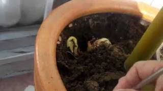 Mango,  como germinar su semilla