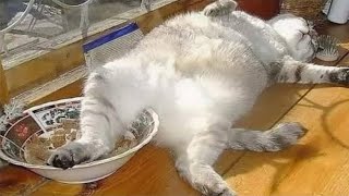 Не ленивый, а энергосберегающий! СМЕШНЫЕ ЖИВОТНЫЕ КОТЫ и СОБАКИ ОТЖИГАЮТ!