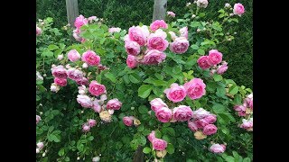Rosier grimpant 'Jasmina®' de Cordes Les roses explosent.