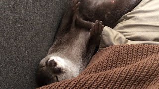 カワウソさくら 飼い主にくっつきすぎてもはや潰れそうなカワウソ Otter too close to their owner