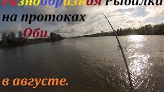 Разнообразная рыбалка на протоке Оби Луговая. август 2014.