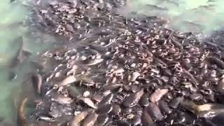 Улов ! Рыбалка ! Как ловить сома ? Удачный улов ! Улов ! Животные, рыбы, шок .