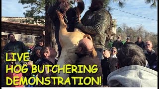 Annual Hog Butchering Demonstration at the Old South Farm Museum
