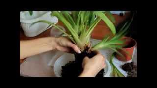 Как отделить деток Гузмании (Guzmania)