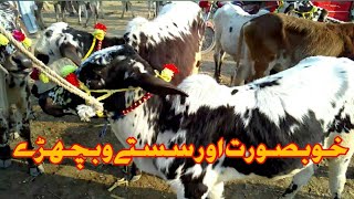 Cattel farming in pakistan bull for sale in pakistan