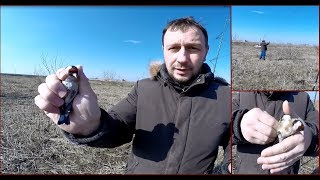 Ловля певчих птиц. Щегол или первый весенний блин комом.