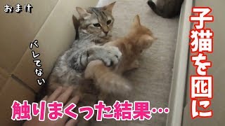 【子猫の成長記録】子猫と先住猫を一緒に遊ばせてみました(生後40日目)
