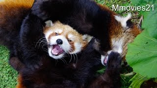 Cry when Red Panda is playing レッサーパンダ じゃれてる声