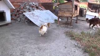 Бордер колли.Первый урок пасьбы :) 