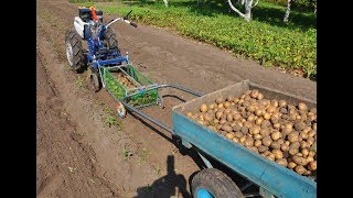 Уборка картофеля. Мотоблокопоезд: сам копает, собирает и везёт.