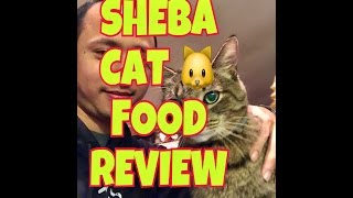 Sheba CAT FOOD REVIEW 2017! CAT CAN TALK ! Funny cats
