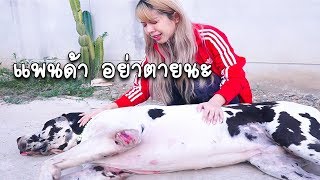 แพนด้า โดนรถชน อย่าตายนะ...!! หนังสั้น แพนด้า กุ๊กกุ๊ก