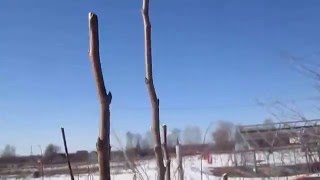 Обрезка молодой груши