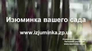 Изюминка вашего сада. Растения для зимнего сада.