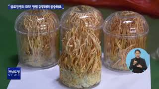 불로장생 묘약 쌍별귀뚜라미 동충하초