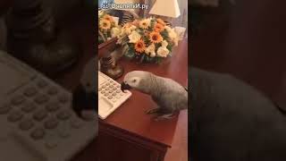 Дерзкий разговор попугая с хозяйкой