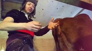 Отделение последа после отёла. + антибрык.