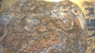 имитация кожи крокодила очень просто, без трафаретов и тд